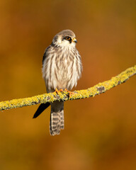 The red-footed falcon (Falco vespertinus), formerly the western red-footed falcon, is a bird of prey. It belongs to the family Falconidae, the falcons.