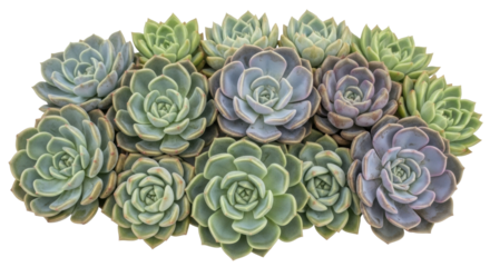 Isolated succulent plant rosette cluster in natural daylight, echeveria arrangement, clipping path