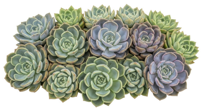 Isolated succulent plant rosette cluster in natural daylight, echeveria arrangement, clipping path