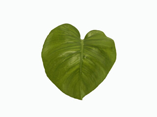 Top veiw, Bright fresh monstera leaf green color isolated on white background for design stock photo or advertisement. Genus of flowering plants