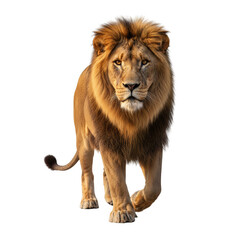 Majestic Lion Portrait with Radiant Mane Striding Forward on Transparent Setting