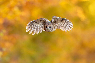 The tawny owl (Strix aluco), also called the brown owl, is a stocky, medium-sized owl in the family Strigidae. 