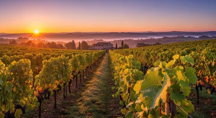 Naklejka premium Picturesque Vineyard Landscape at Sunrise in Tuscany Italy, Capturing the serene beauty
