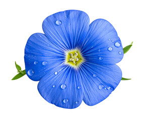 Vivid blue flax flower with dew drops on petals