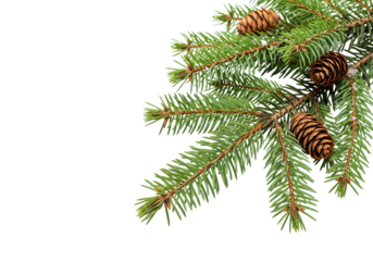 Christmas tree isolated on transparent background, pine fir branches.Isolated transparent background ( cut-out PNG file ).