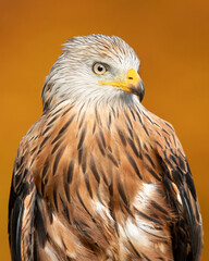 The red kite (Milvus milvus) is a bird of prey in the family Accipitridae, which also includes many other diurnal raptors such as eagles, buzzards, and harriers.