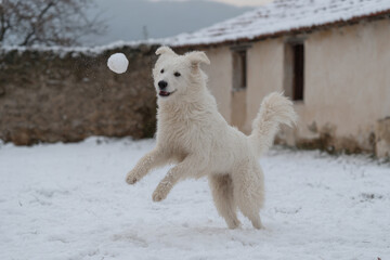 playful dog joyfully tosses snowballs in snowcovered yard next to cozy home