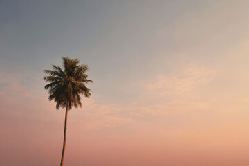 breathtaking view of tropical palm tree captured from low angle stretching towards stunning sky