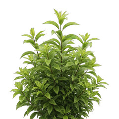 A Lush Green Bush with Vibrant Leaves and a Transparent Background Displaying Subtle White Specks Against a Clean Black Canvas