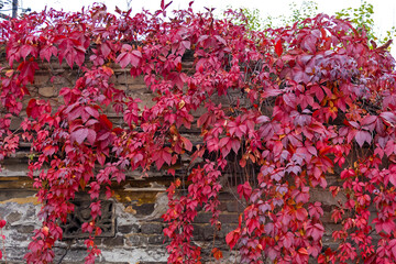 Dry red leaves in fall season pattern background
