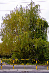 Weeping willow tree in the city with green leaves and falling branches