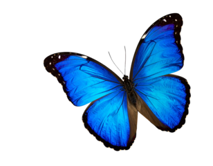 Vivid blue butterfly with intricate wing patterns, wings open