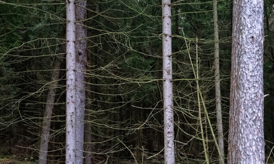 panoramic view of coniferous trees in the dark pine forest