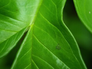 Close-up of fresh green leaves showing natural texture and smooth surface in daylight. Macro photography