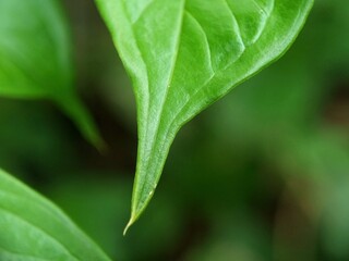 Close-up of fresh green leaves showing natural texture and smooth surface in daylight. Macro photography