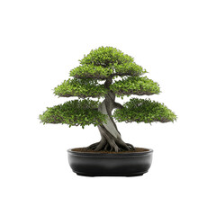 A Detailed Studio Shot of a Lush Green Bonsai Tree in a Black Ceramic Pot on a Transparent Background Showcasing its Intricate Trunk and Vibrant Foliage