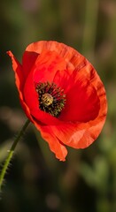 Fototapeta premium Vibrant Red Poppy in Full Bloom - A Close-Up View.