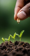 Hand Sowing Seeds for Growth and Development of Seedlings.