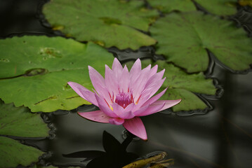 ピンク色のスイレン