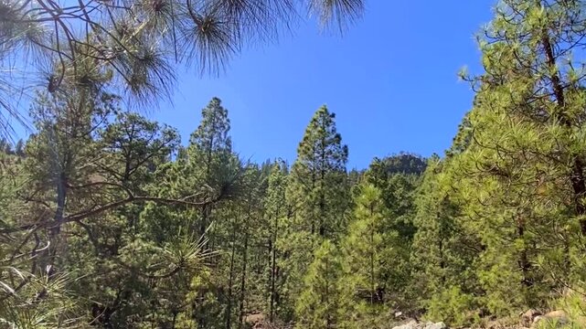 View from a hiking trail through the pine forest in El Contador Recreational Area near Arico village, Tenerife,Canary Islands,Spain,4K.