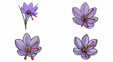 Purple saffron flowers with transparent background
