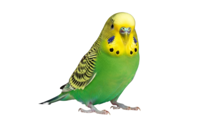 Isolated green parakeet pet bird avian animal studio shot on transparent background