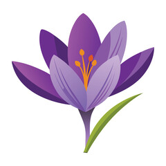 Purple Crocus Bloom on White