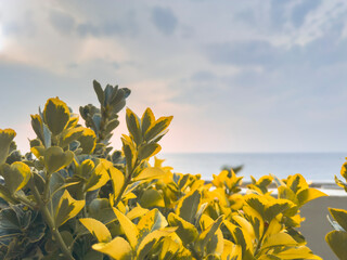 Yellow-green coastal foliage with a soft, hazy seaside horizon in the background