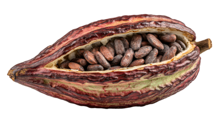 Ripe cacao pod cut open showing seeds isolated on transparent background