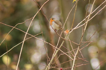robin on a branch