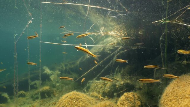 School of common minnow fish swimming in shore water