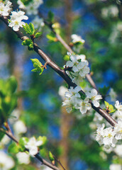 Cherry blossoms in the garden in spring. Selective focus.