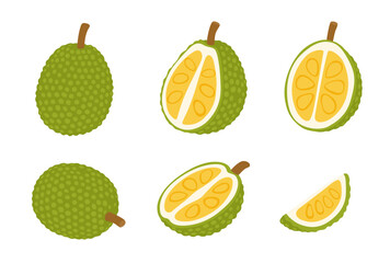 Jackfruit vector illustration. isolated on white background.