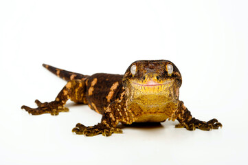 New caledonian giant gecko // Neukaledonischer Riesengecko (Rhacodactylus leachianus)
