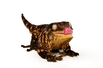 New caledonian giant gecko // Neukaledonischer Riesengecko (Rhacodactylus leachianus)