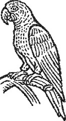 Parrot on branch side view, vintage stipple vector illustration, monochrome engraving style tropical wildlife