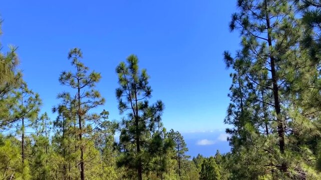 View from a hiking trail through the pine forest in El Contador Recreational Area near Arico village, Tenerife,Canary Islands,Spain,4K.