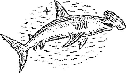 Fototapeta premium Hammerhead shark swimming over waves, vintage stipple dotwork vector illustration, monochrome engraving style marine predator icon