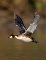 Bird mid-flight over water, wings spread, in a natural habitat