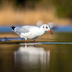 Bird, mostly white with gray wings, red beak, standing in water