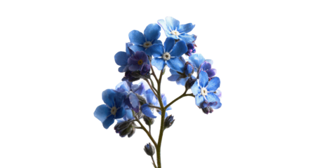Close-up of a forget-me-not flower cluster.  Soft blue blossoms, delicate stems