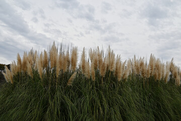 パンパスグラス