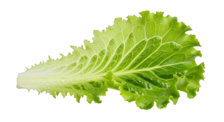 Fresh green lettuce leaf for salad healthy food ingredient on transparent background