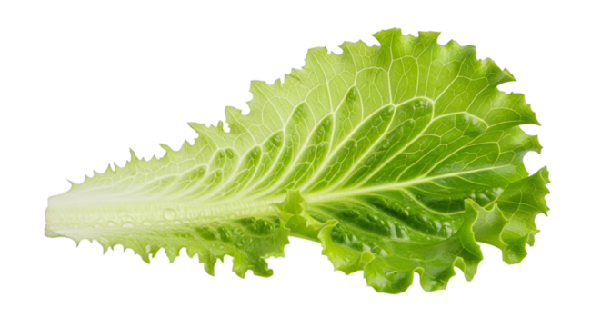 Fresh green lettuce leaf for salad healthy food ingredient on transparent background - Powered by Adobe