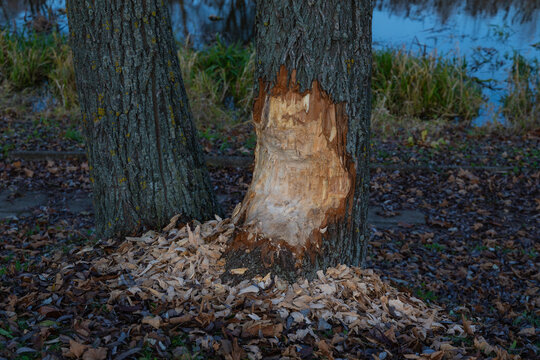 beaver tree damage, gnawed trunk, beaver activity, wildlife traces, wood chips, nature detail, animal behavior, riverbank, forestry, ecosystem, chewed wood, autumn forest, natural habitat - Powered by Adobe