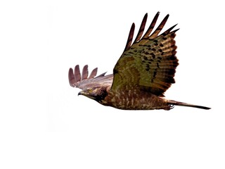 An action shot of an Oriental Honey-Buzzard in cruising flight, during raptor migration at Khao Dinsor Chumphon Thailand in November 2025