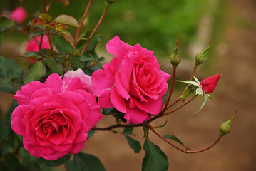 ピンク色のバラ