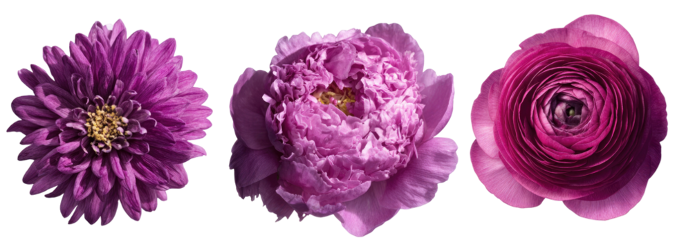 Three vibrant purple flowers in close-up, showcasing their unique textures and forms
