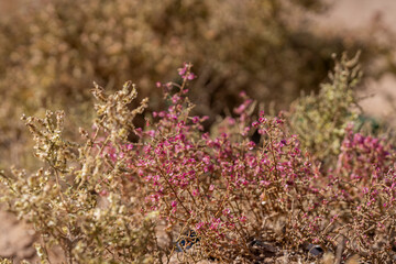 Close-up of resilient desert vegetation with tiny flowers thriving in dry soil. Anabasis, desert shrubs with delicate cream and pink blossoms growing in an arid landscape. Selective focus.