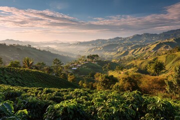 Fototapeta premium Close-up view of thriving coffee plants with rolling hills and farm structures in the distance